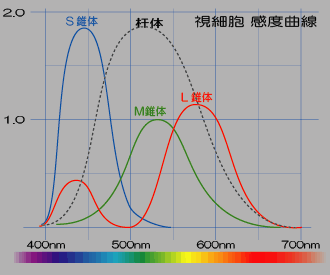 視細胞　分光分布